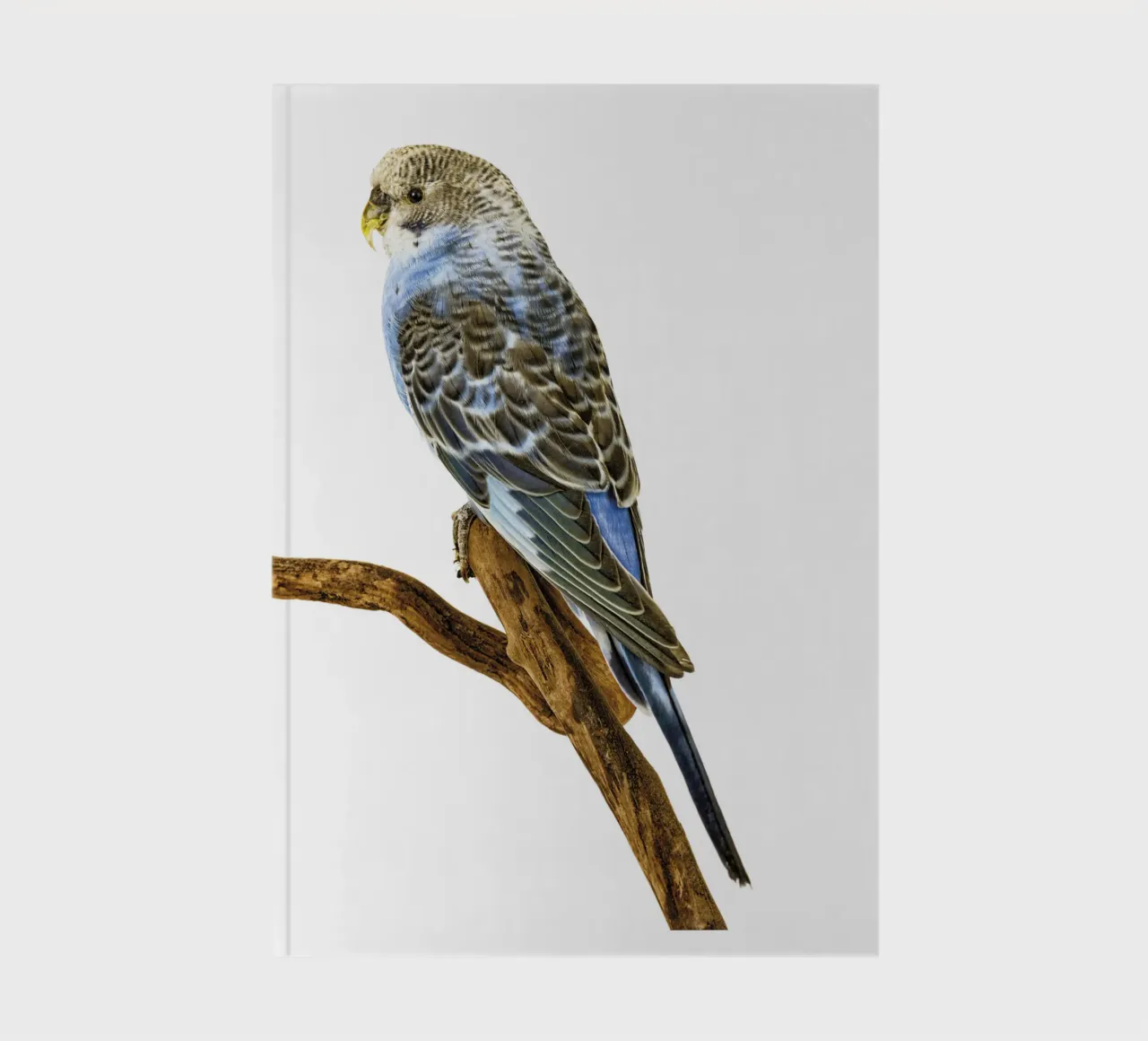 Parakeets notebook by Curious Collections by Marielle Leenders
