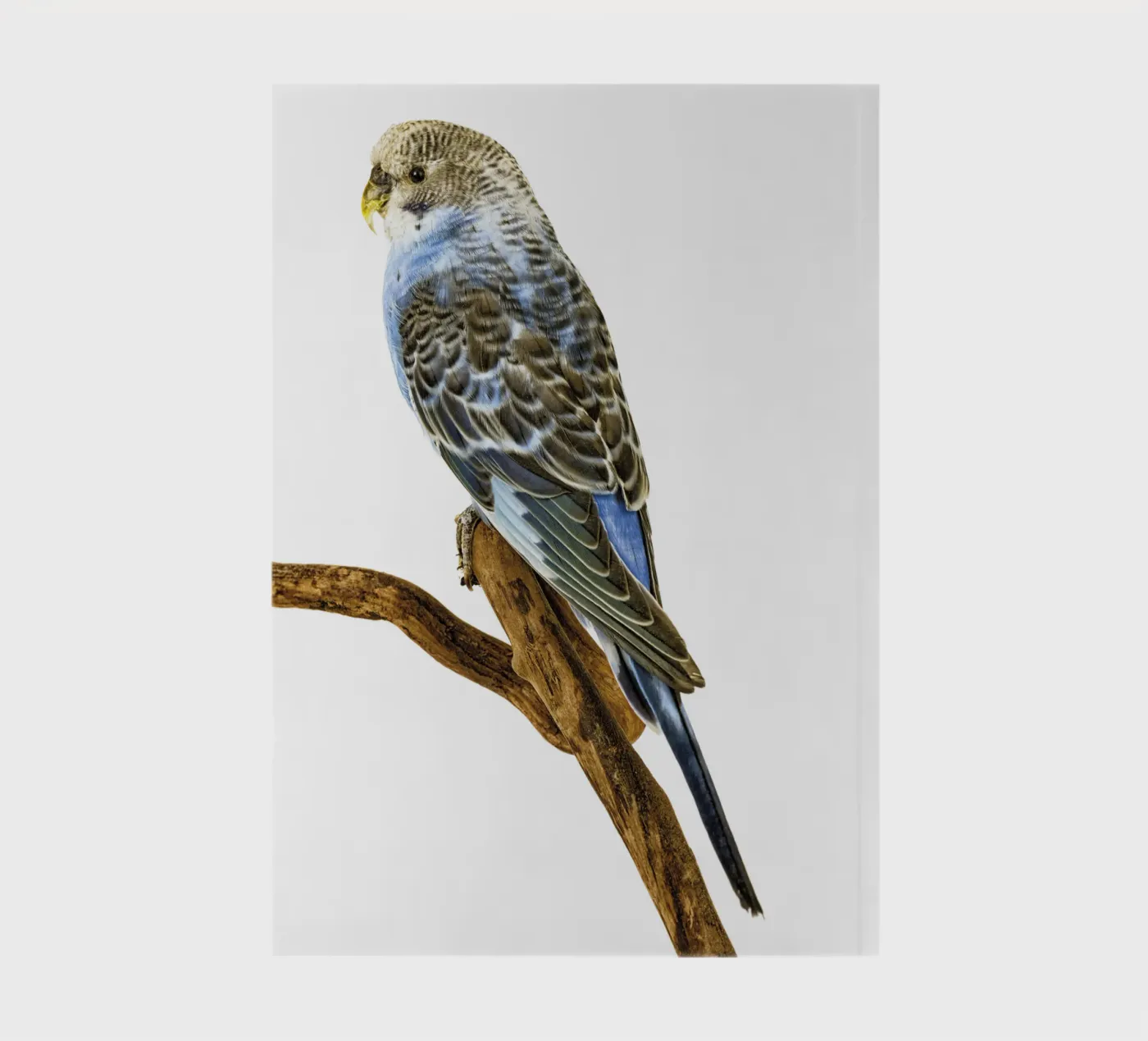 Parakeets notebook by Curious Collections by Marielle Leenders