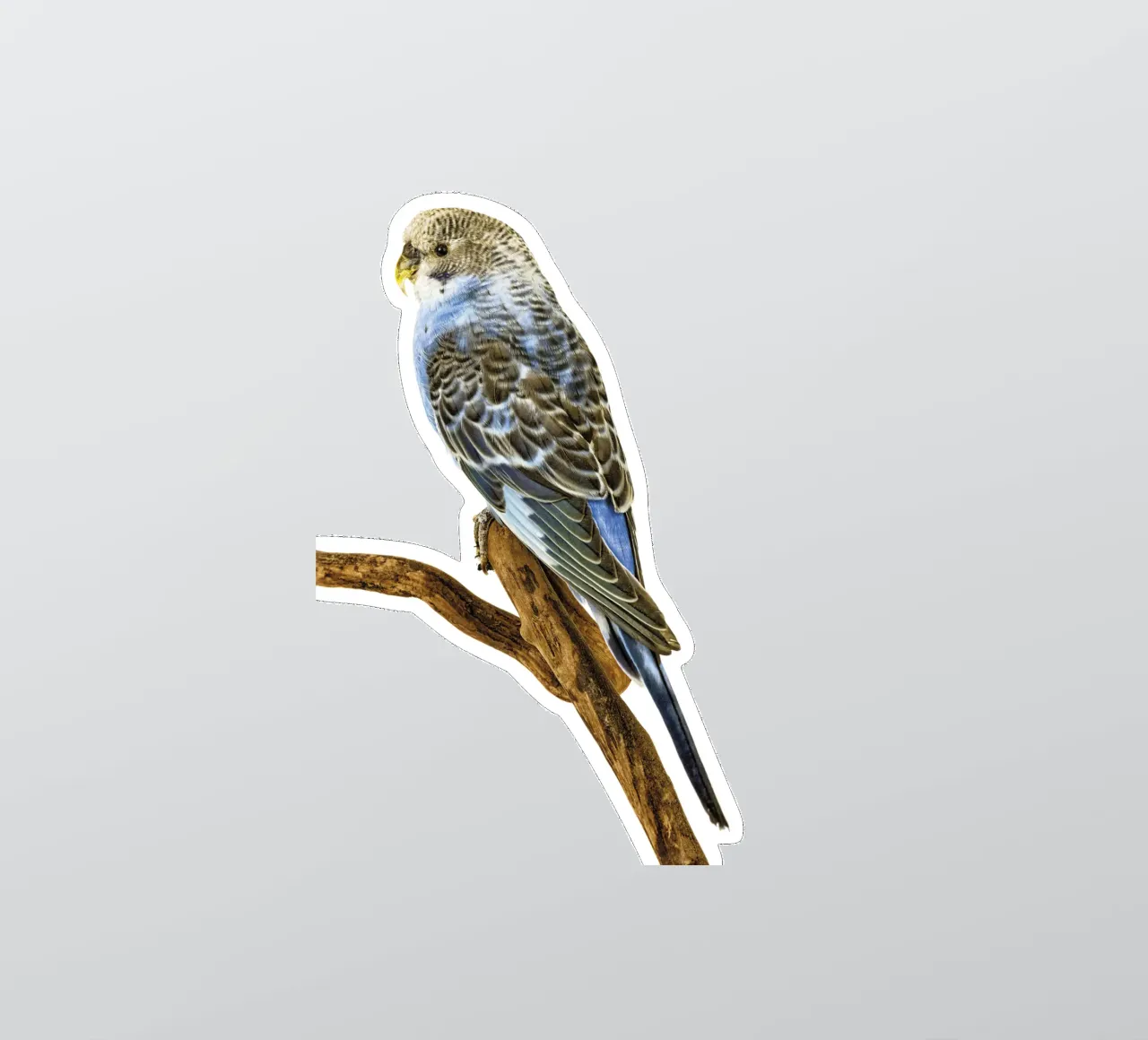 Parakeets sticker by Curious Collections by Marielle Leenders