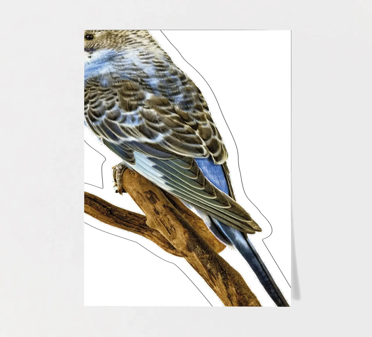 Parakeets sticker sheet by Curious Collections by Marielle Leenders