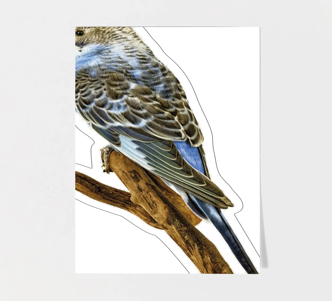 Parakeets sticker sheet by Curious Collections by Marielle Leenders