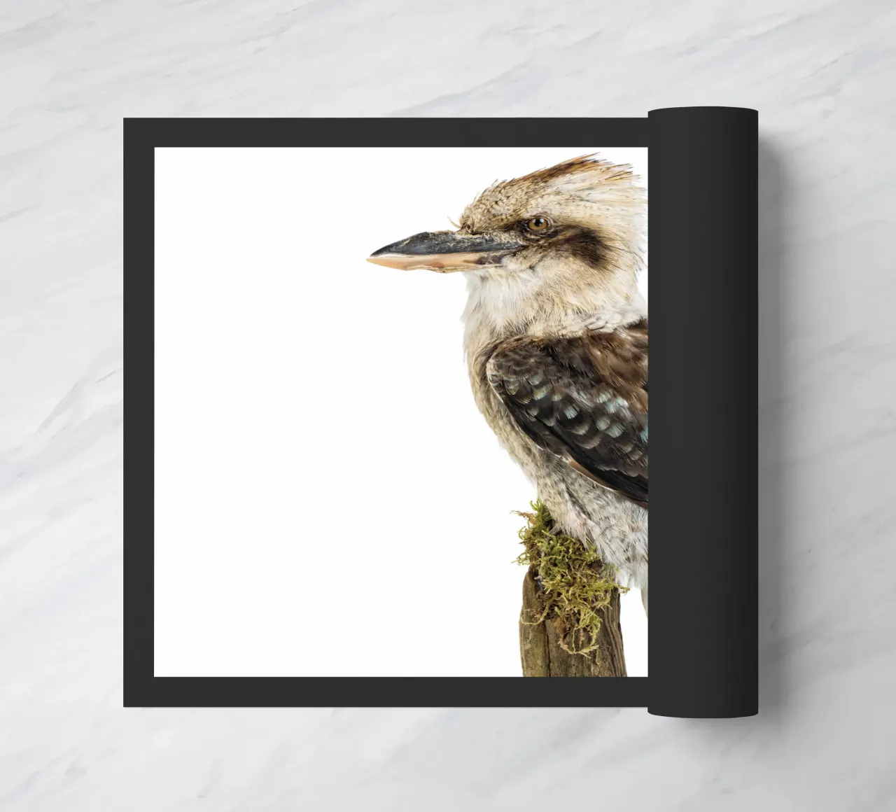Kookaburra zerbino da Curious Collections by Marielle Leenders