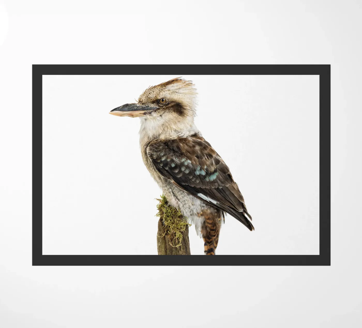Kookaburra deurmat van Curious Collections by Marielle Leenders