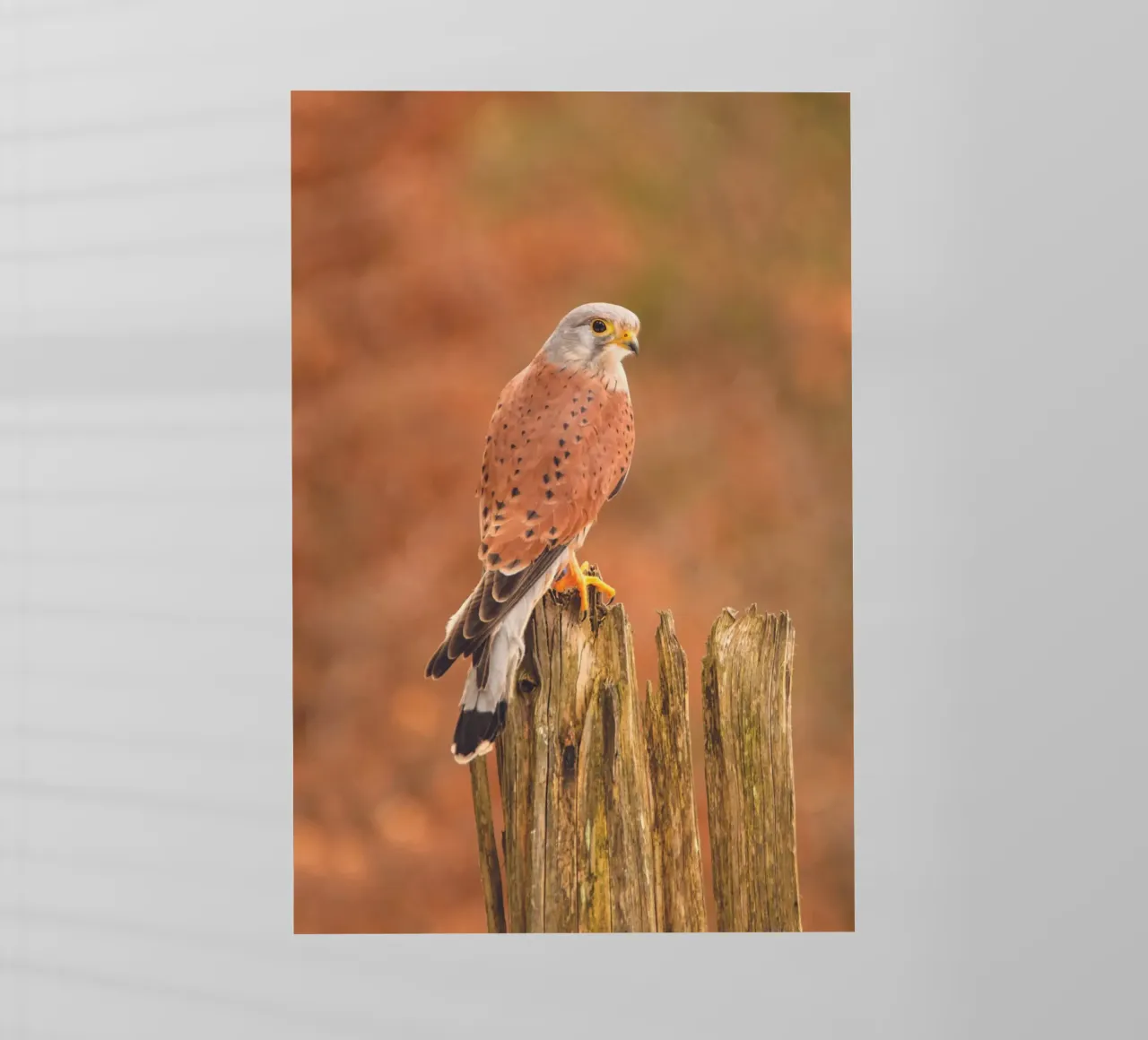 Gheppio comune pellicola backlit da Dave Hare Photography