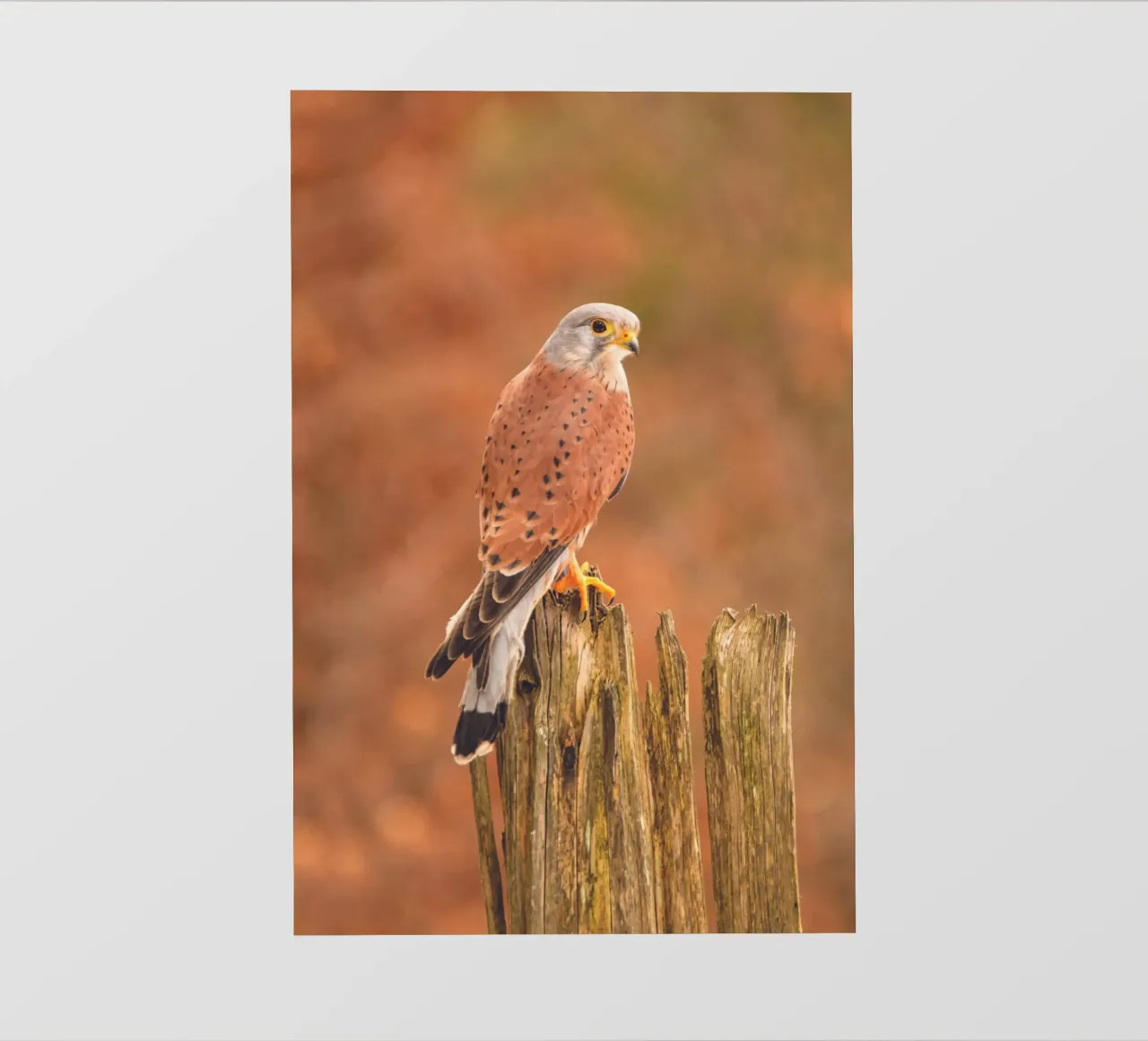 Gheppio comune pellicola backlit da Dave Hare Photography