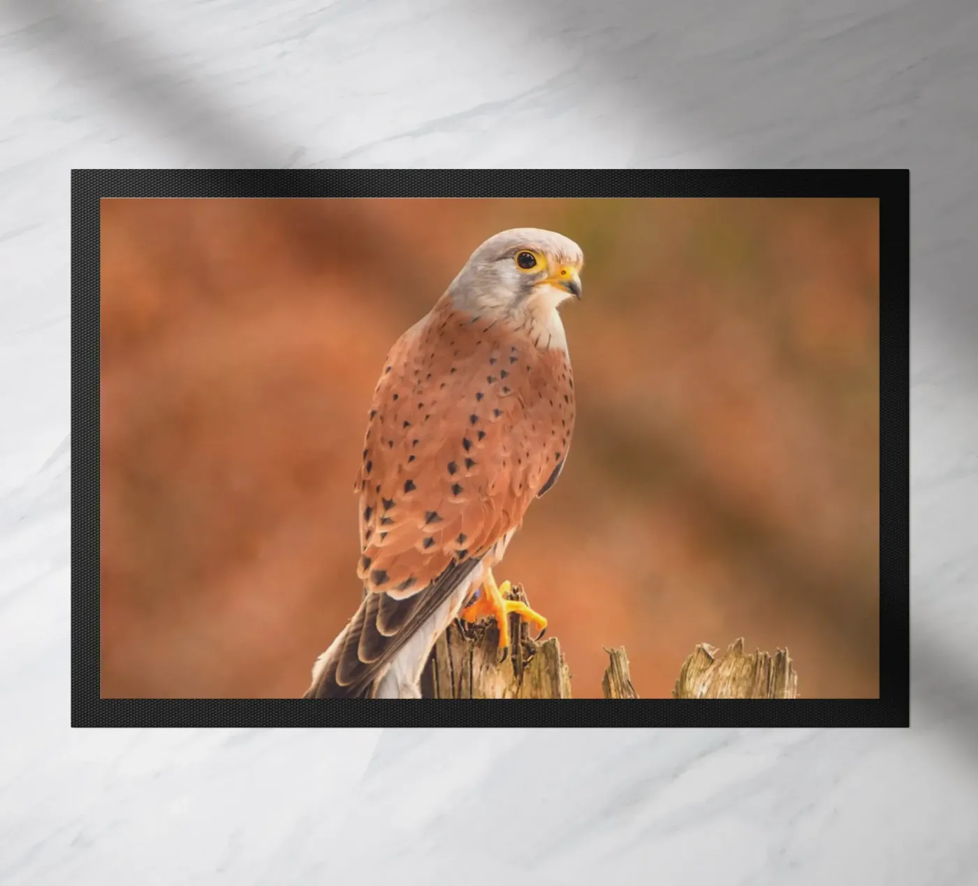 Gheppio comune zerbino da Dave Hare Photography