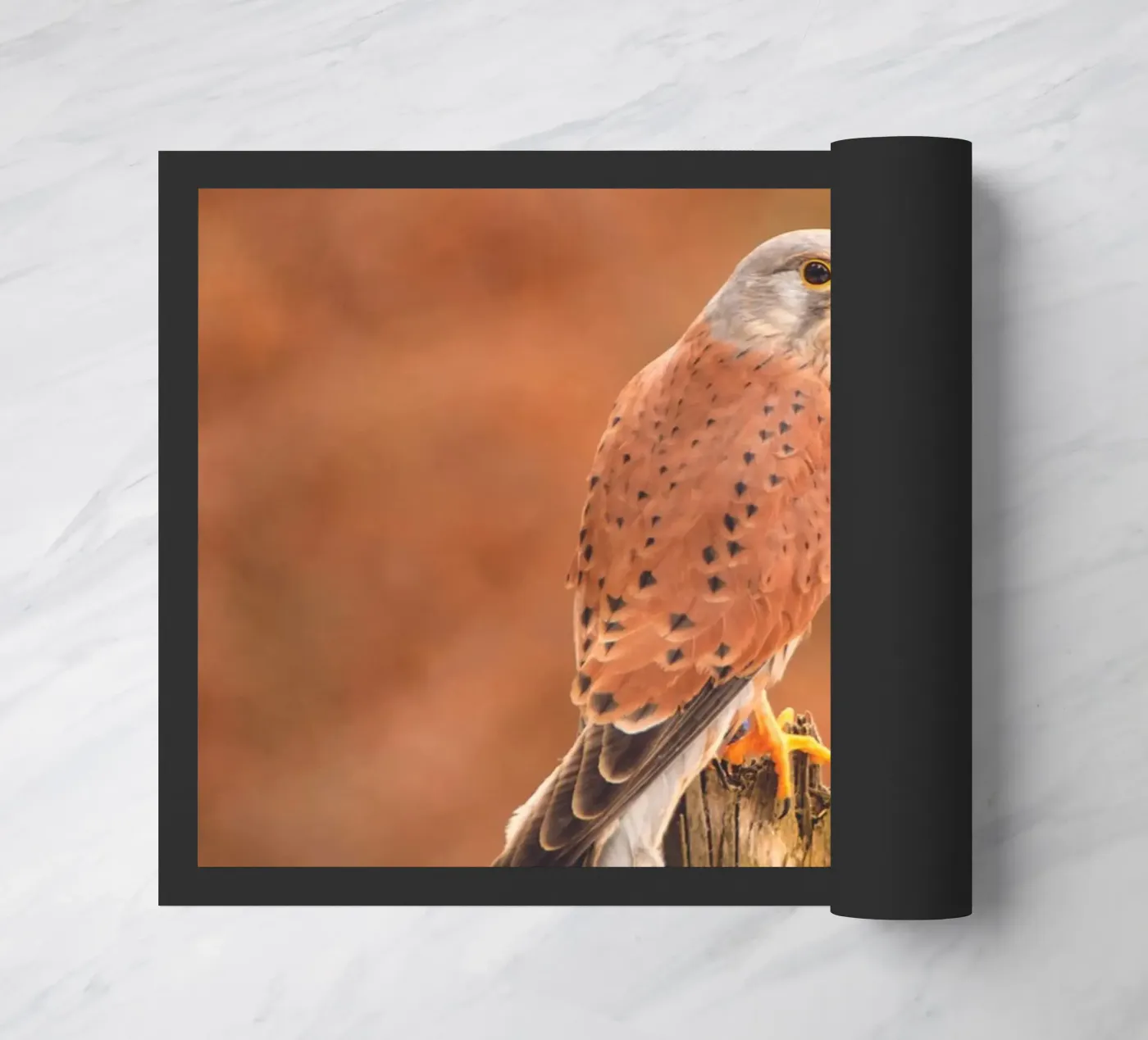 Gheppio comune zerbino da Dave Hare Photography