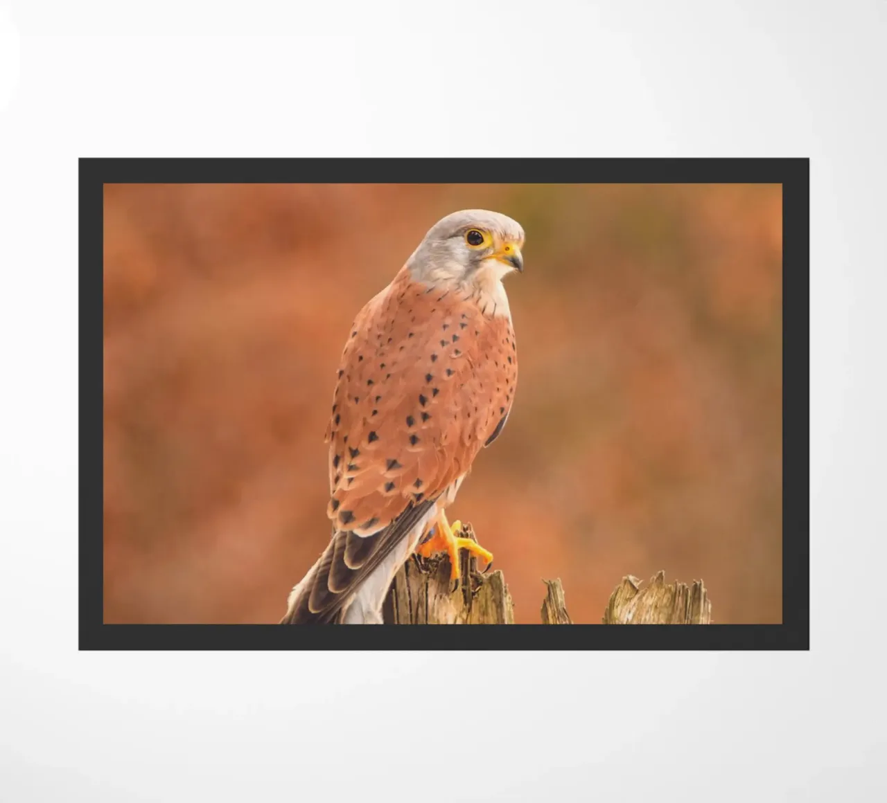 Gheppio comune zerbino da Dave Hare Photography