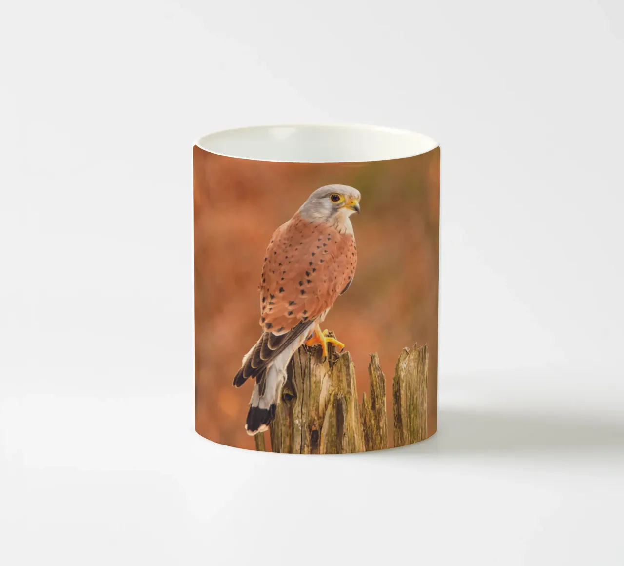 Gheppio comune tazza in ceramica da Dave Hare Photography