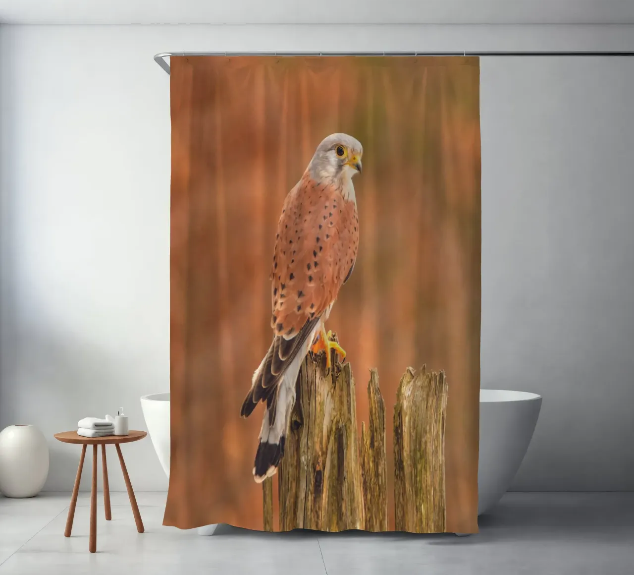 Gheppio comune tenda da doccia da Dave Hare Photography