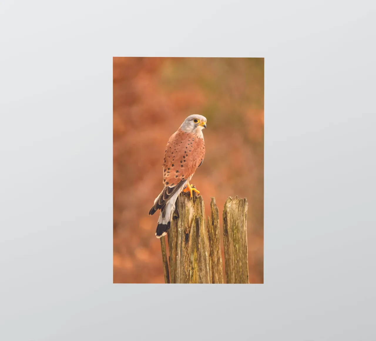 Gheppio comune adesivo da Dave Hare Photography