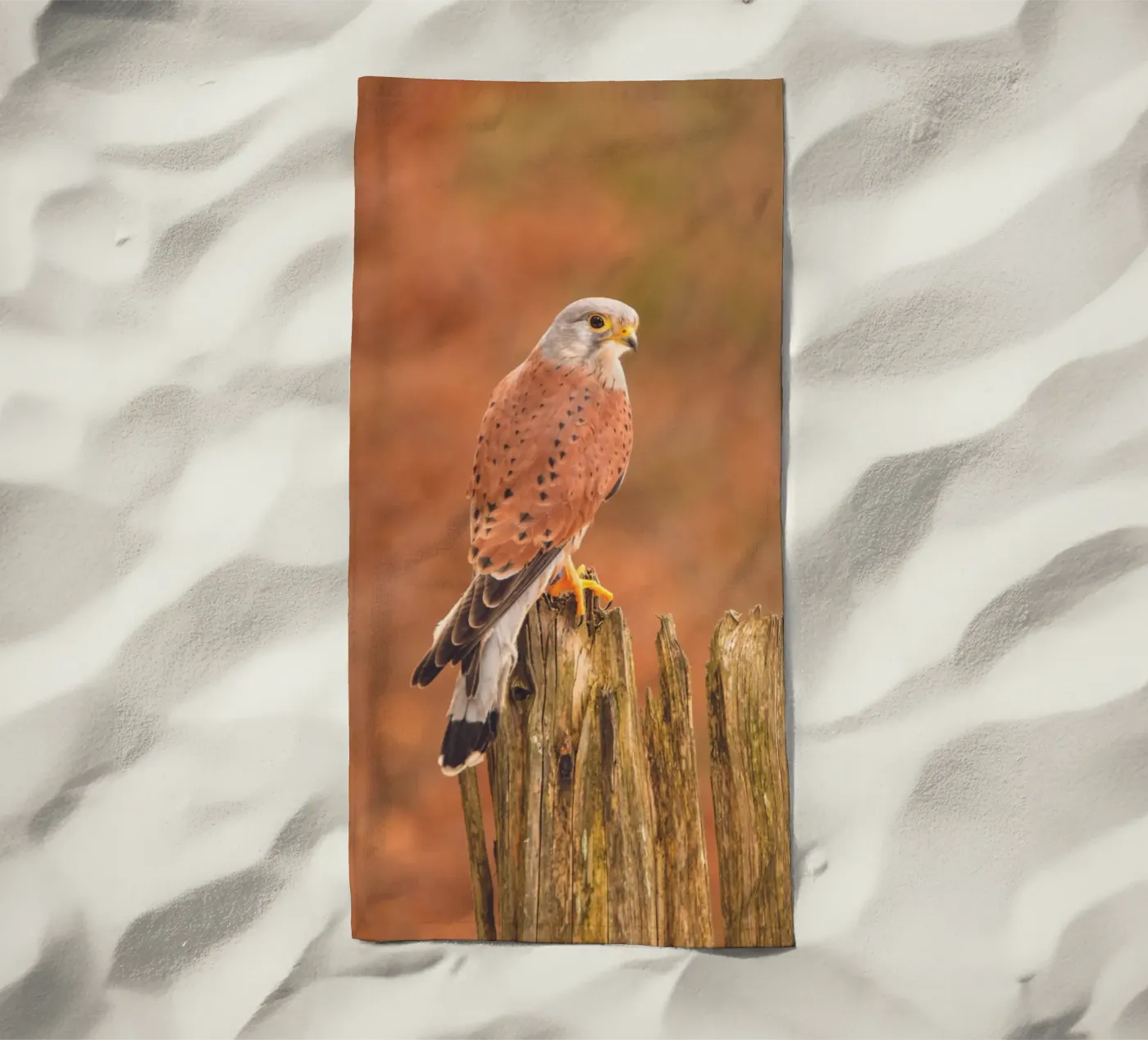 Common Kestrel telo mare da Dave Hare Photography