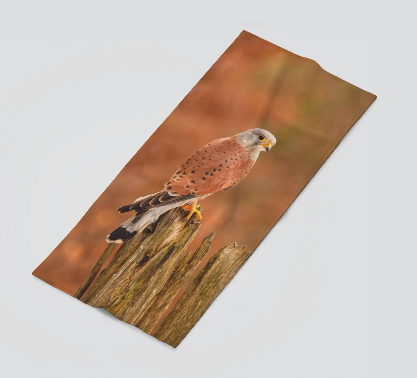 Common Kestrel telo mare da Dave Hare Photography