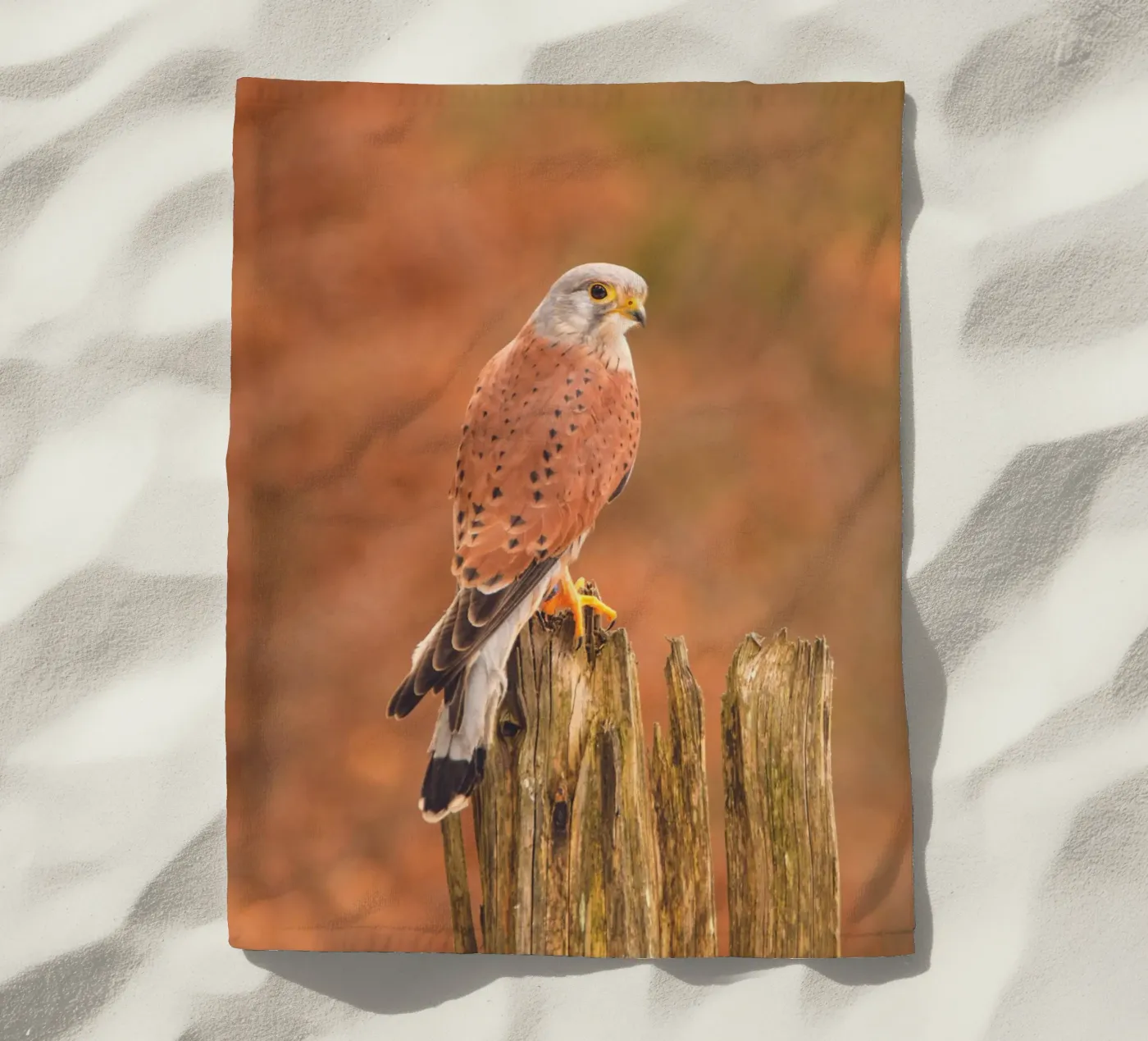 Common Kestrel telo mare da Dave Hare Photography