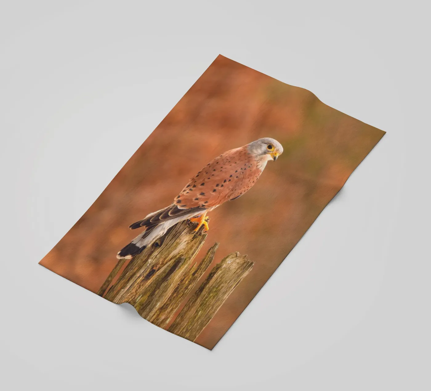 Common Kestrel telo mare da Dave Hare Photography