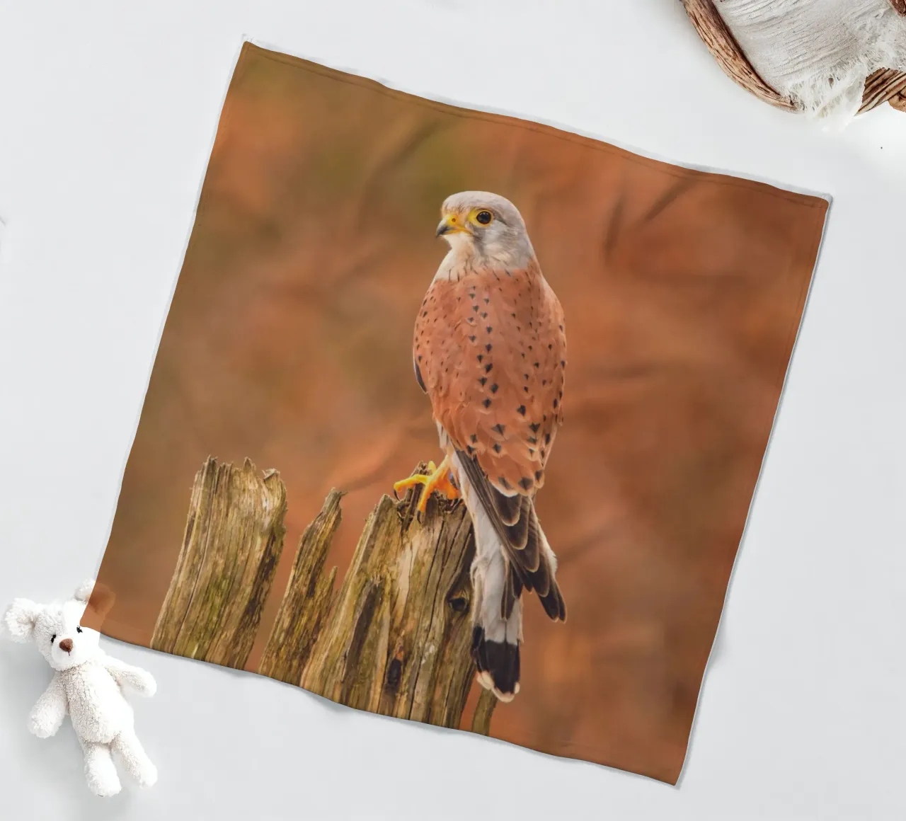 Gheppio comune coperta in pile da Dave Hare Photography