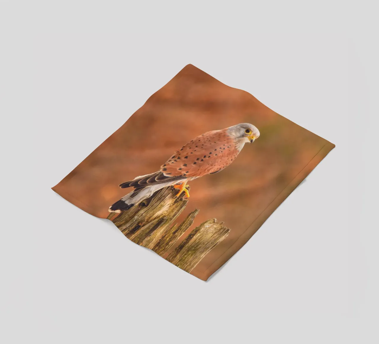 Gheppio comune coperta in pile da Dave Hare Photography