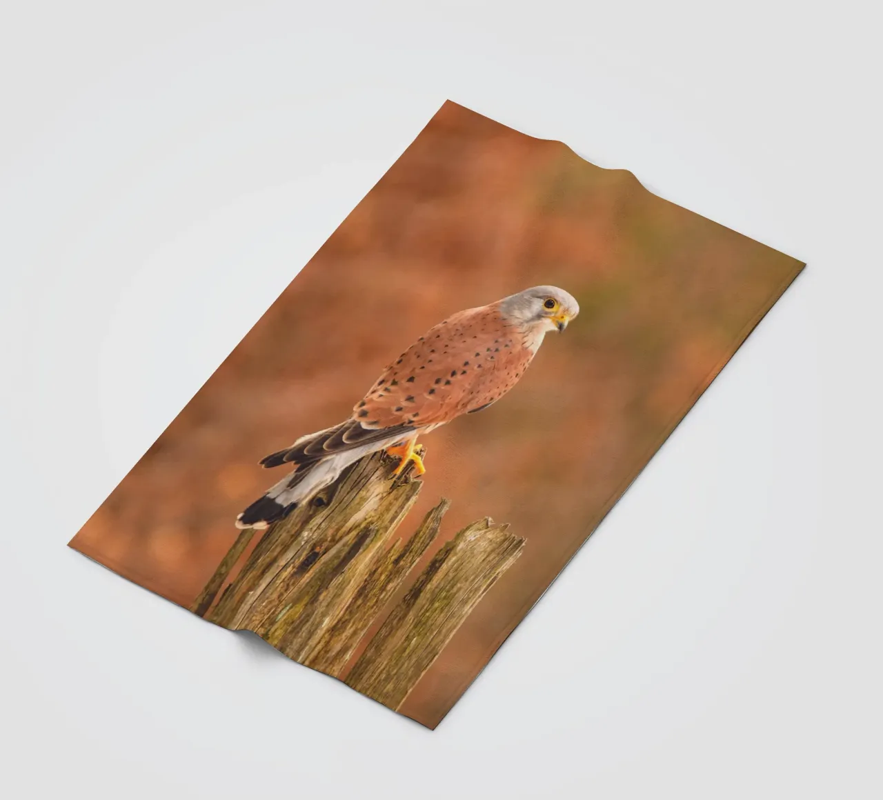 Gheppio comune coperta in pile da Dave Hare Photography