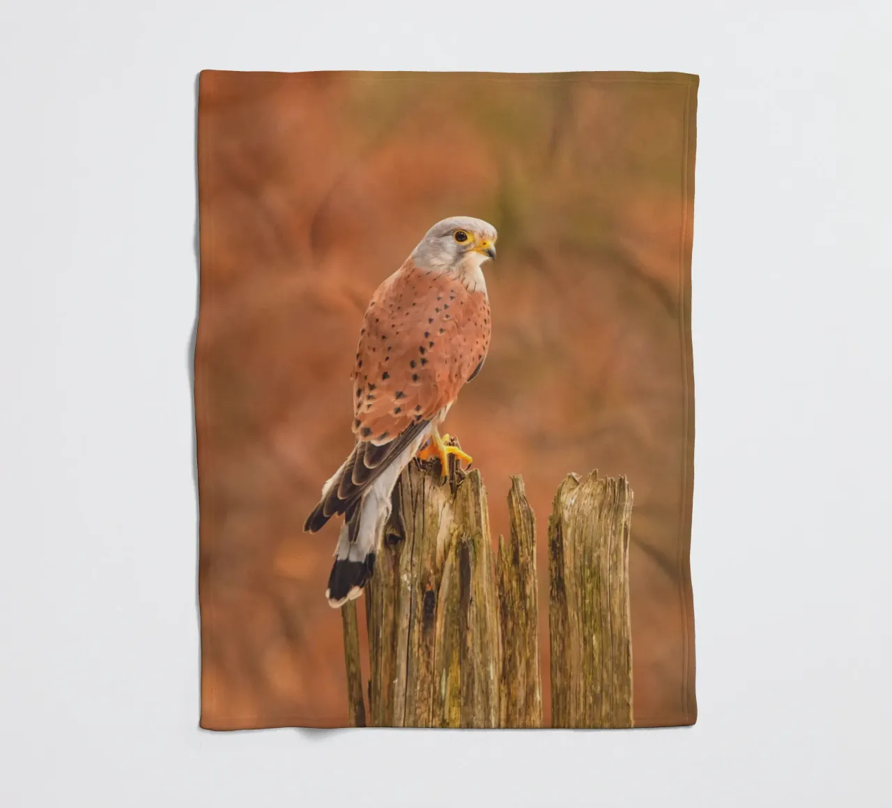 Gheppio comune coperta in pile da Dave Hare Photography