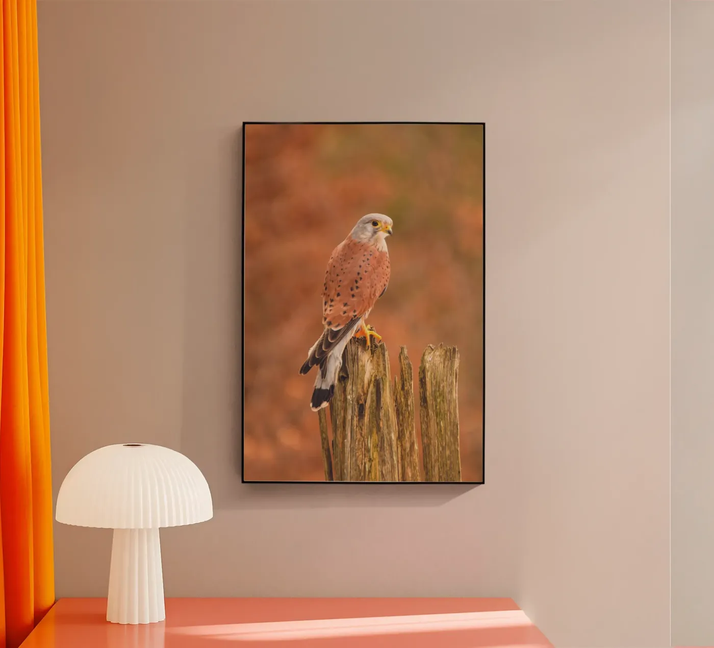 Common Kestrel plexiglass da Dave Hare Photography