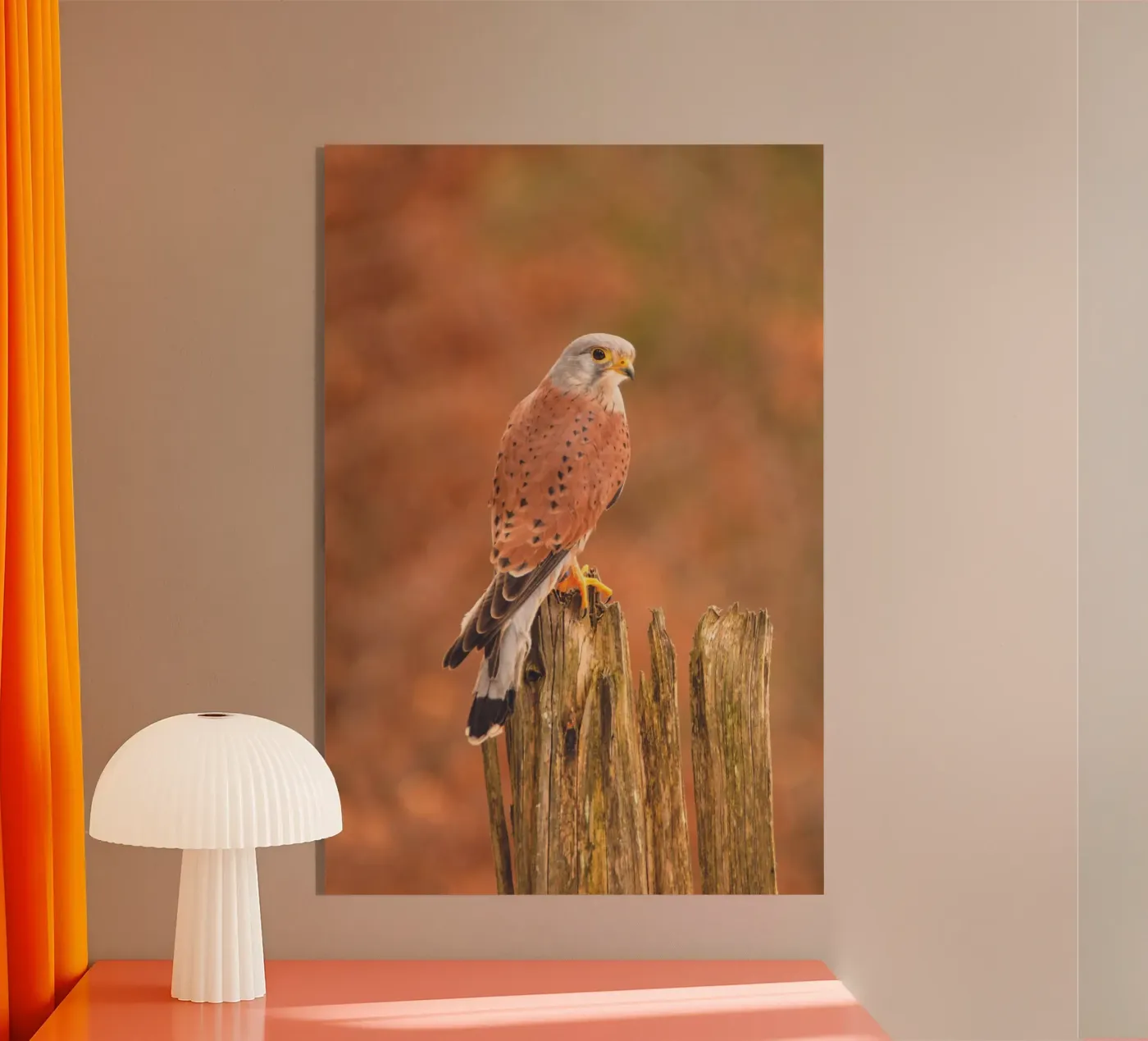 Common Kestrel plexiglass da Dave Hare Photography