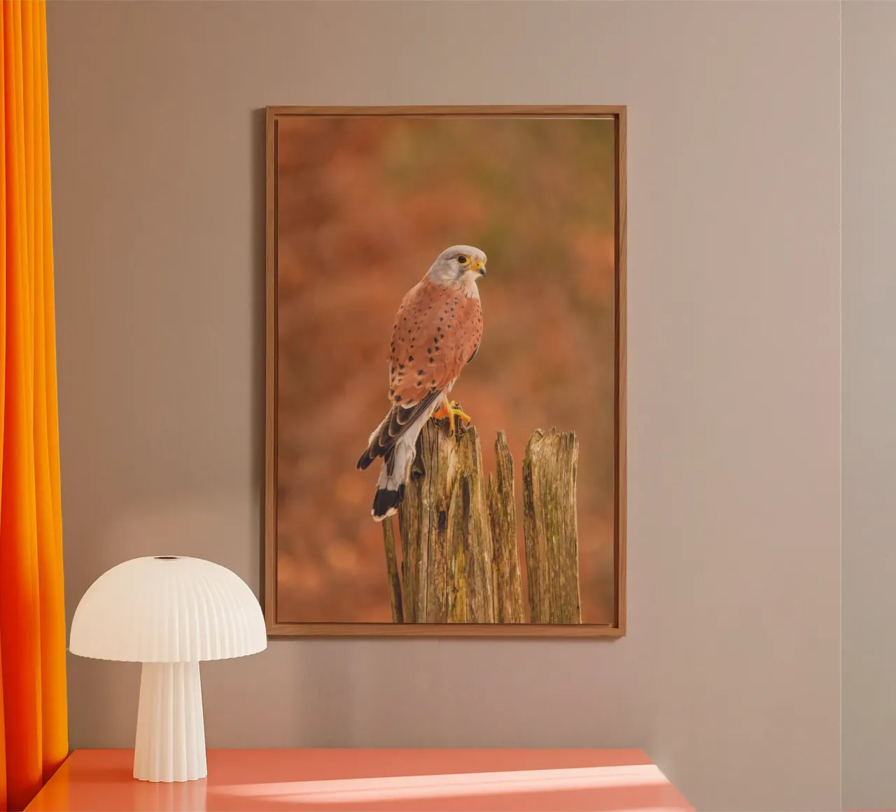 Gheppio comune alluminio dibond da Dave Hare Photography