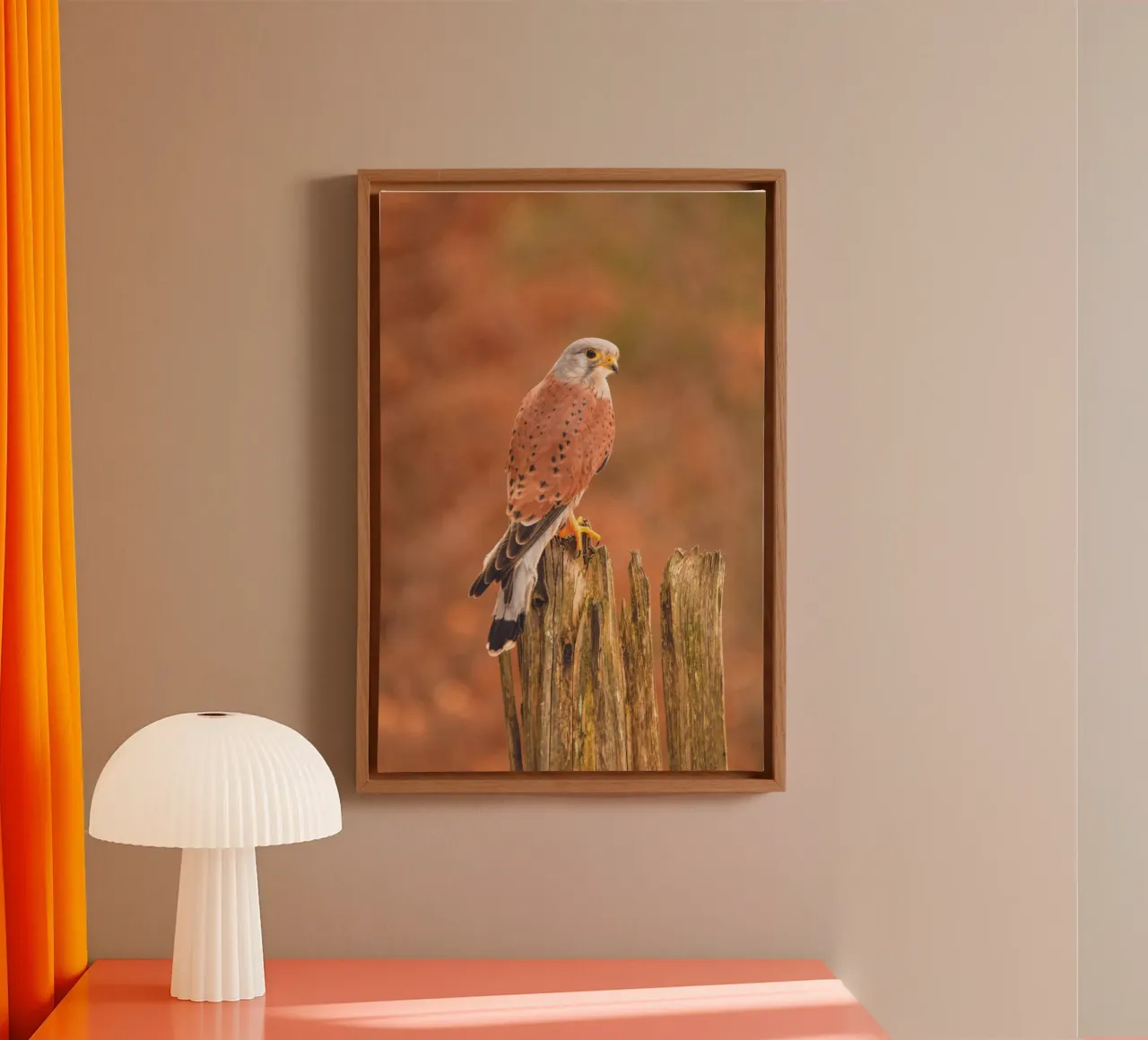 Gheppio comune tela da Dave Hare Photography
