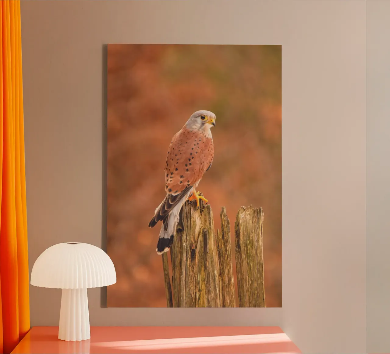 Gheppio comune tela da Dave Hare Photography