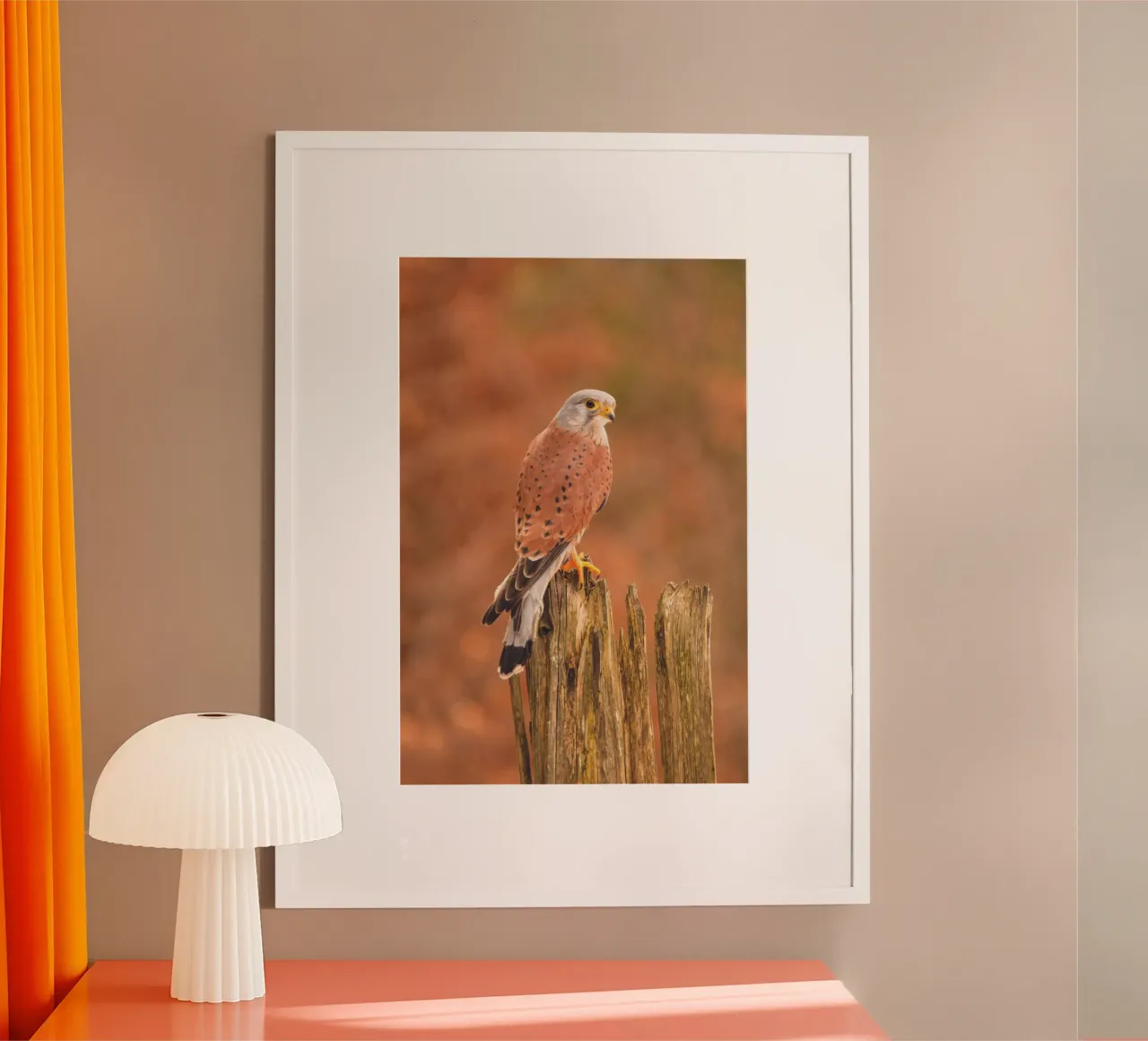 Gheppio comune poster da Dave Hare Photography