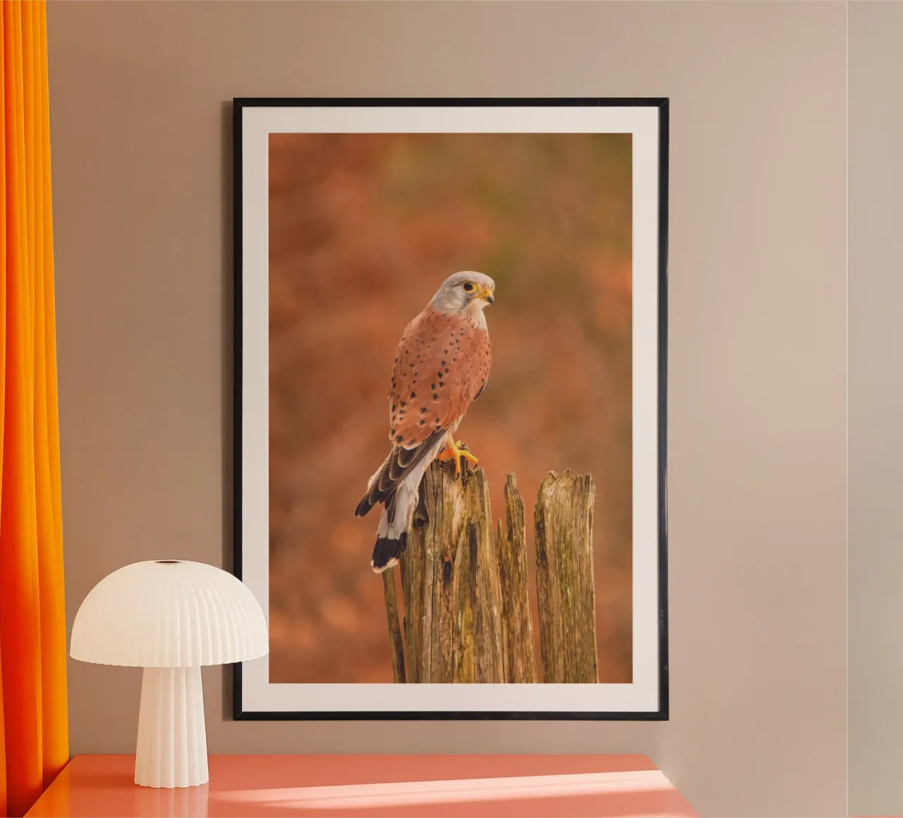 Gheppio comune poster da Dave Hare Photography