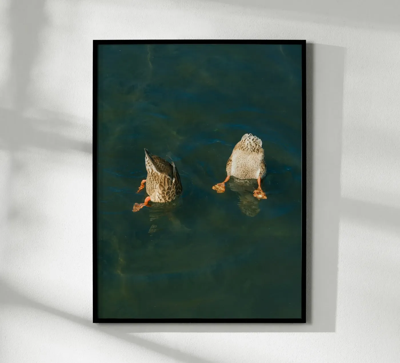 couple duck poster da juli