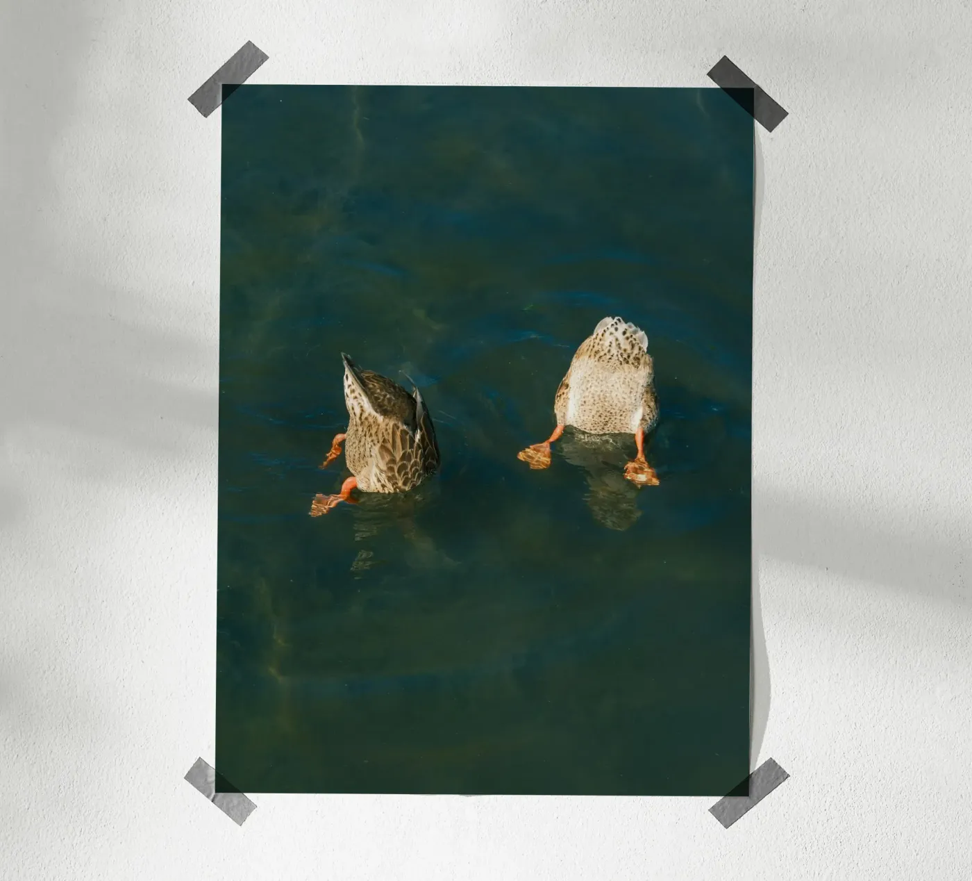 couple duck poster da juli