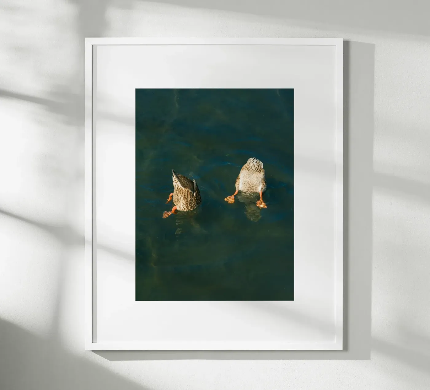 couple duck poster da juli
