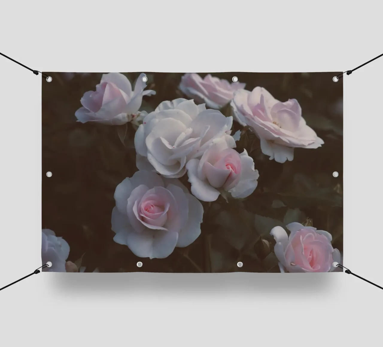 Rose estetiche in rosa telo in pvc da amuellerfotografie
