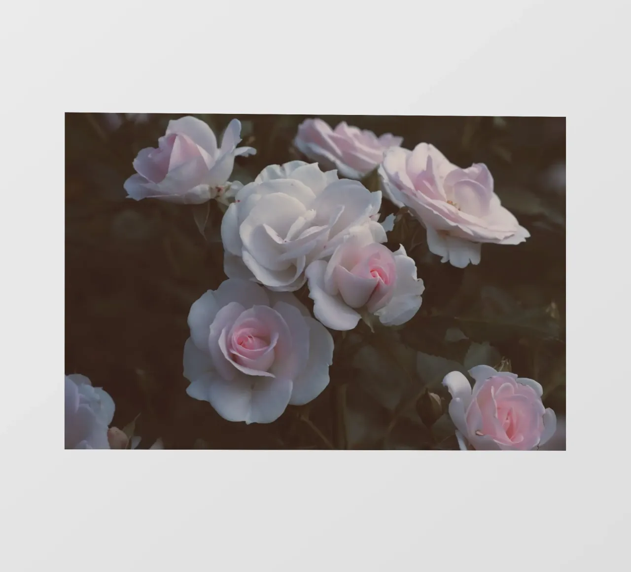 Rose estetiche in rosa telo in pvc da amuellerfotografie