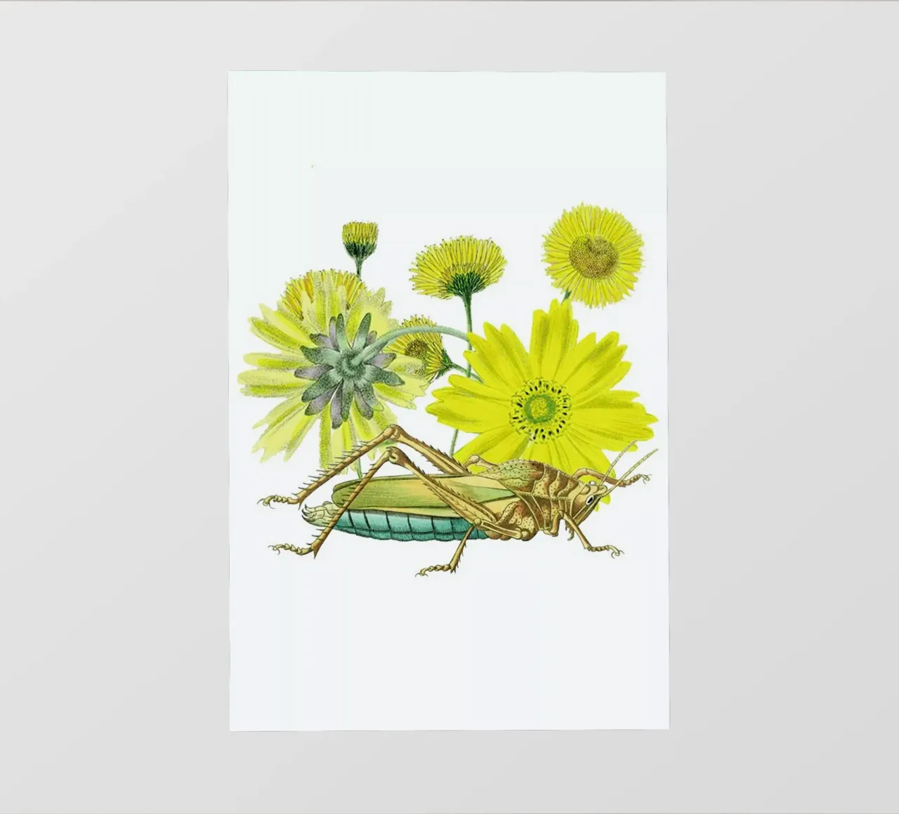 Yellow Flowers and Grasshopper pellicola backlit da Rococco LA