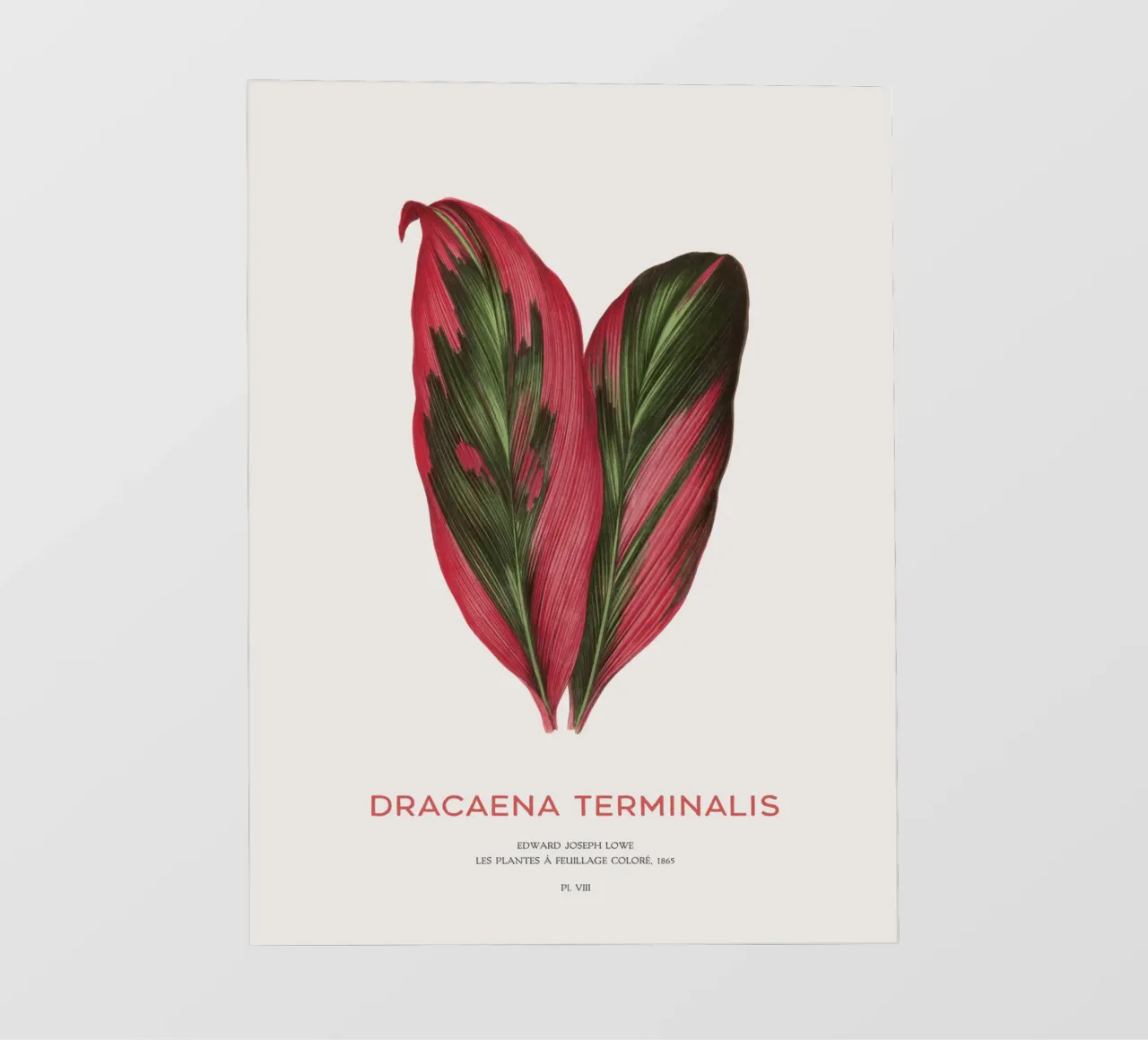 Giglio delle palme o Dracaena Terminalis pellicola backlit da Vintagrafica