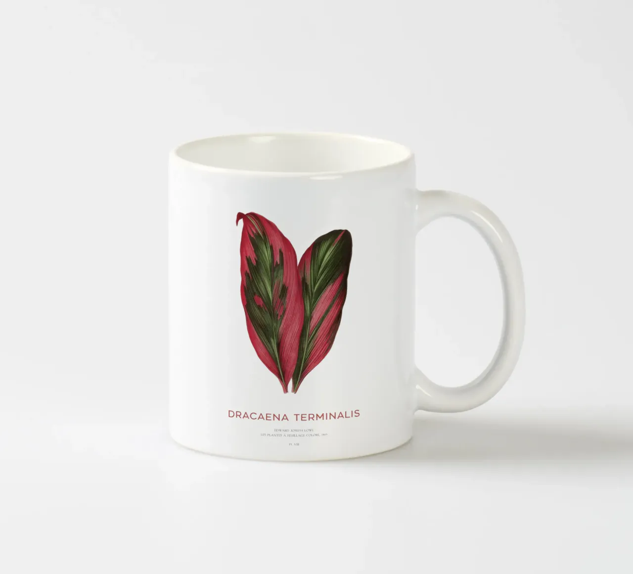 Giglio delle palme o Dracaena Terminalis tazza in ceramica da Vintagrafica