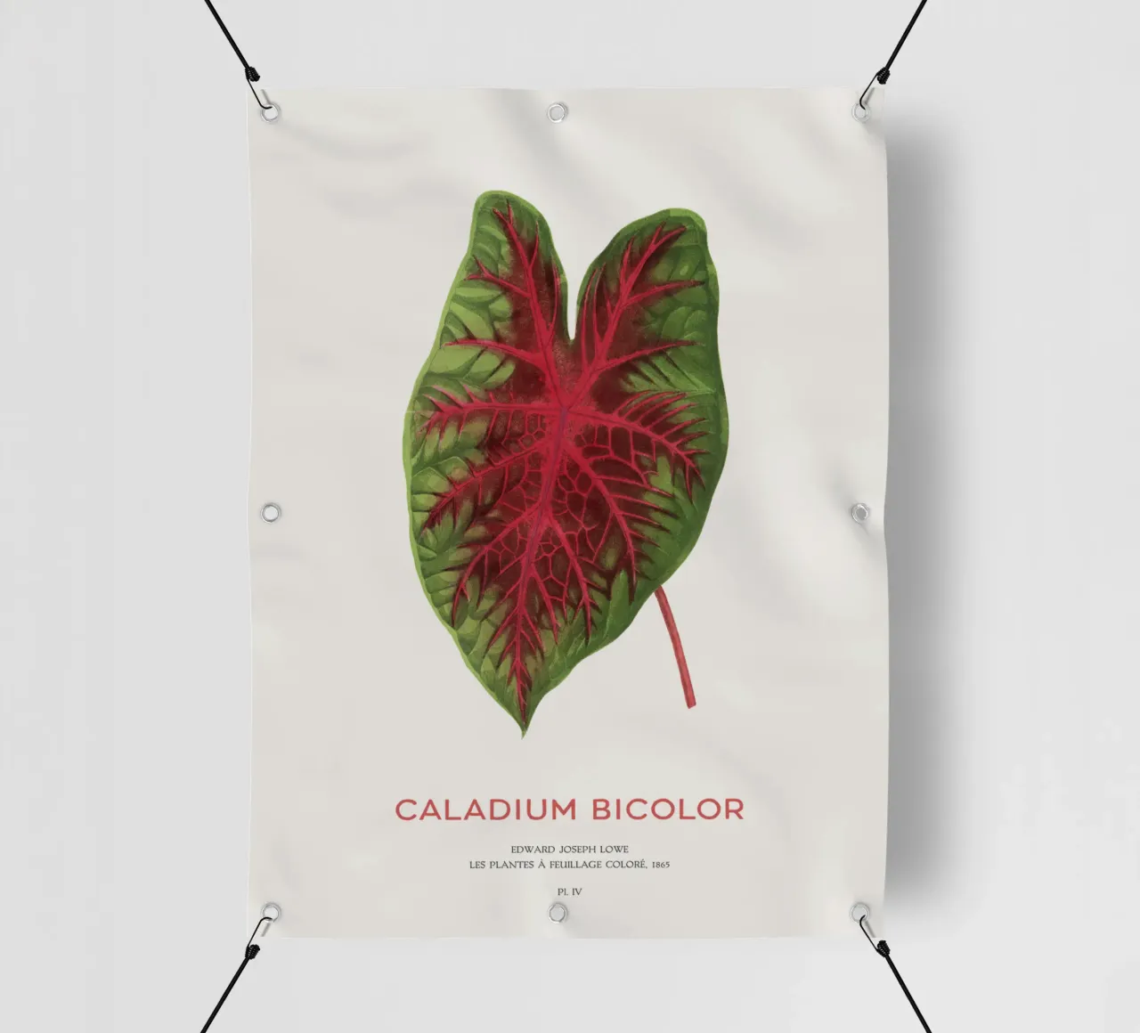 Cuore di Gesù o Caladium Bicolor telo in pvc da Vintagrafica