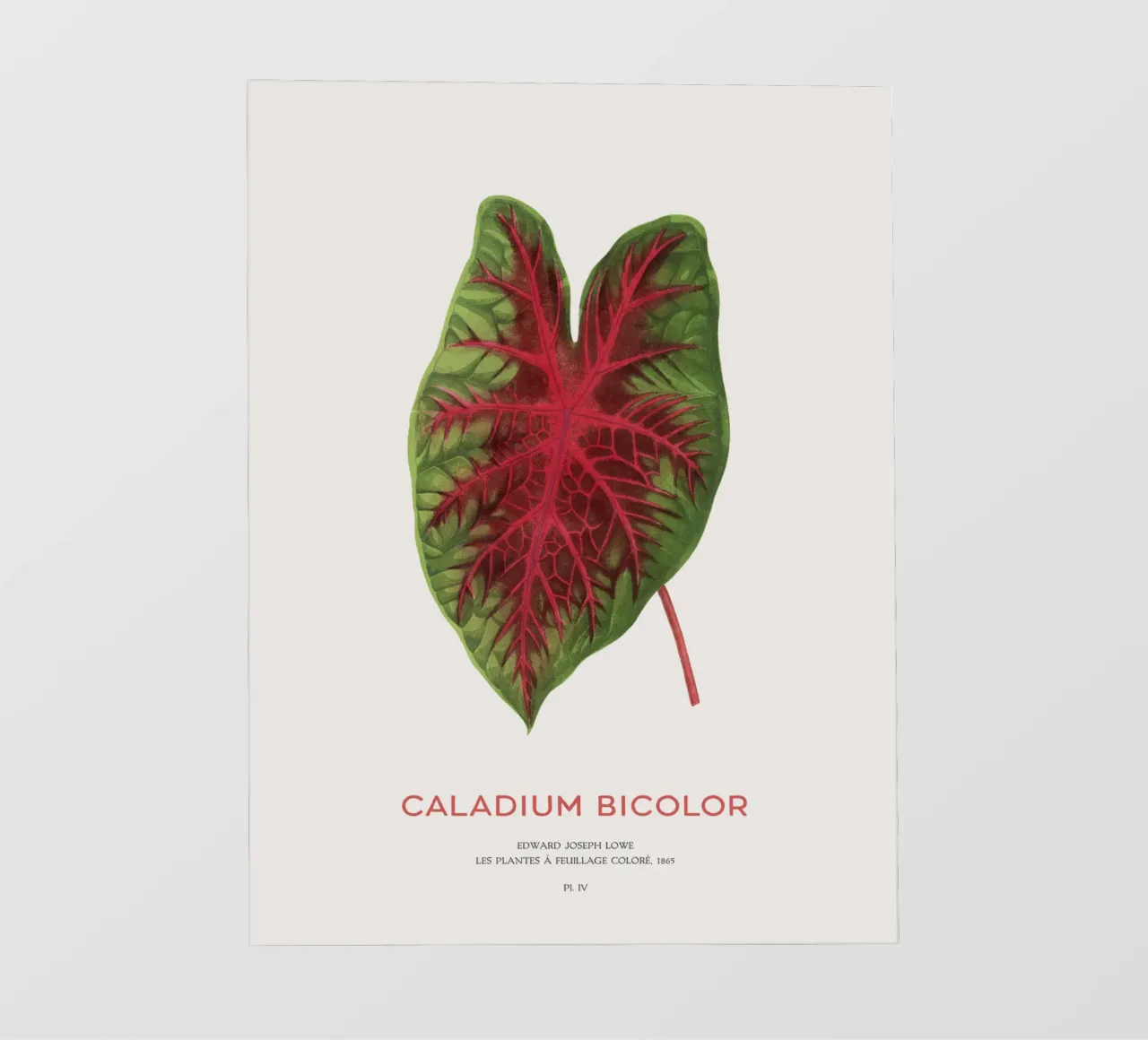 Cuore di Gesù o Caladium Bicolor telo in pvc da Vintagrafica