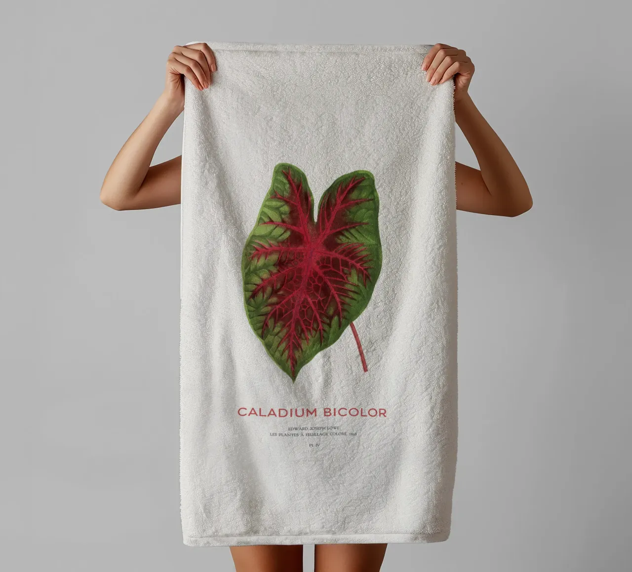 Cuore di Gesù o Caladium Bicolor asciugamano da bagno da Vintagrafica