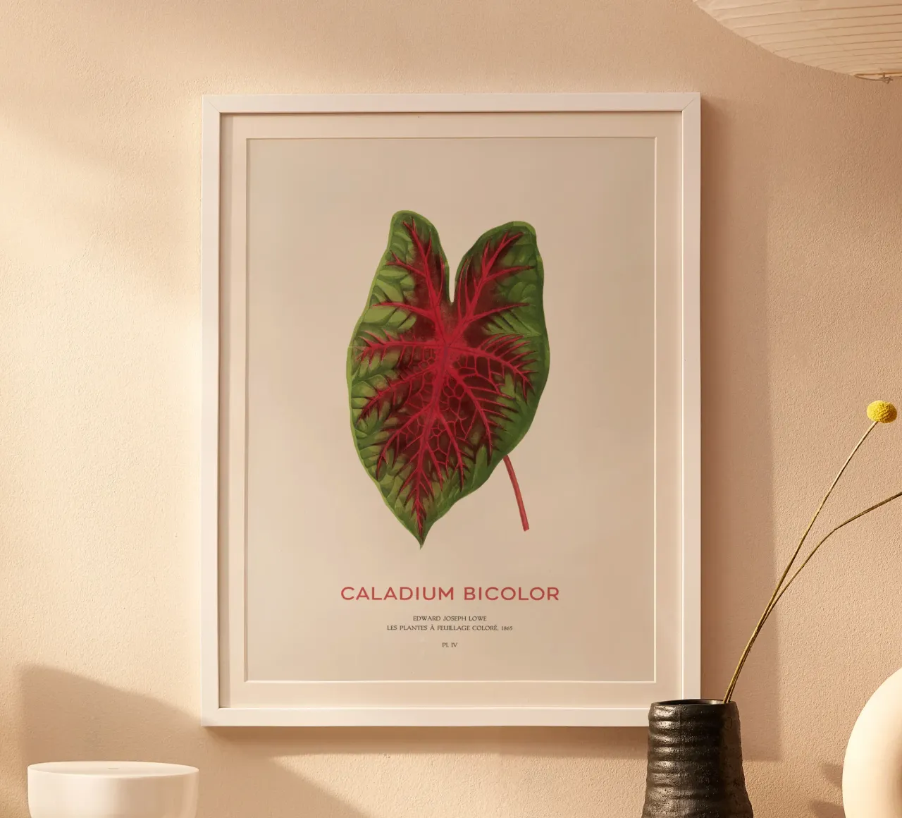 Cuore di Gesù o Caladium Bicolor carta hahnemühle da Vintagrafica