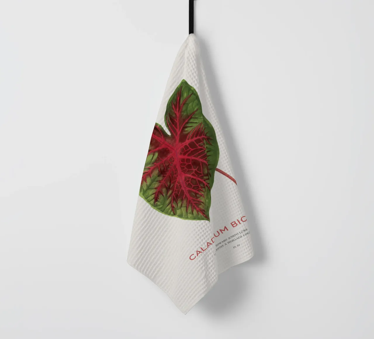 Cuore di Gesù o Caladium Bicolor canovaccio da cucina da Vintagrafica