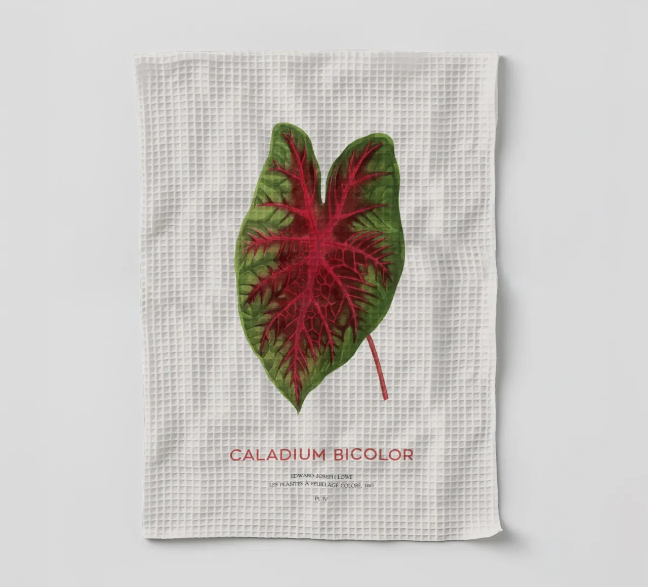 Cuore di Gesù o Caladium Bicolor canovaccio da cucina da Vintagrafica