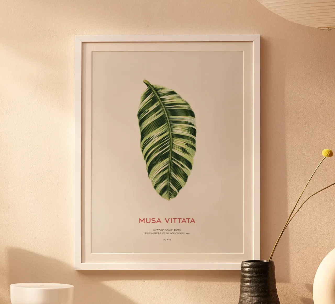 Musa Vittata - Banana leaf poster con telaio in alluminio da Vintagrafica
