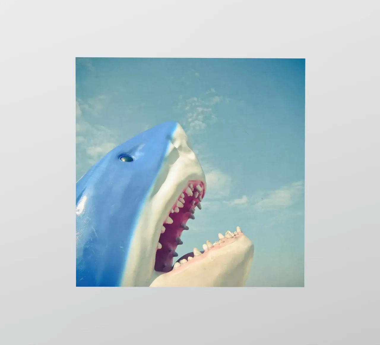 Shark sticker by Cassia Beck Photography
