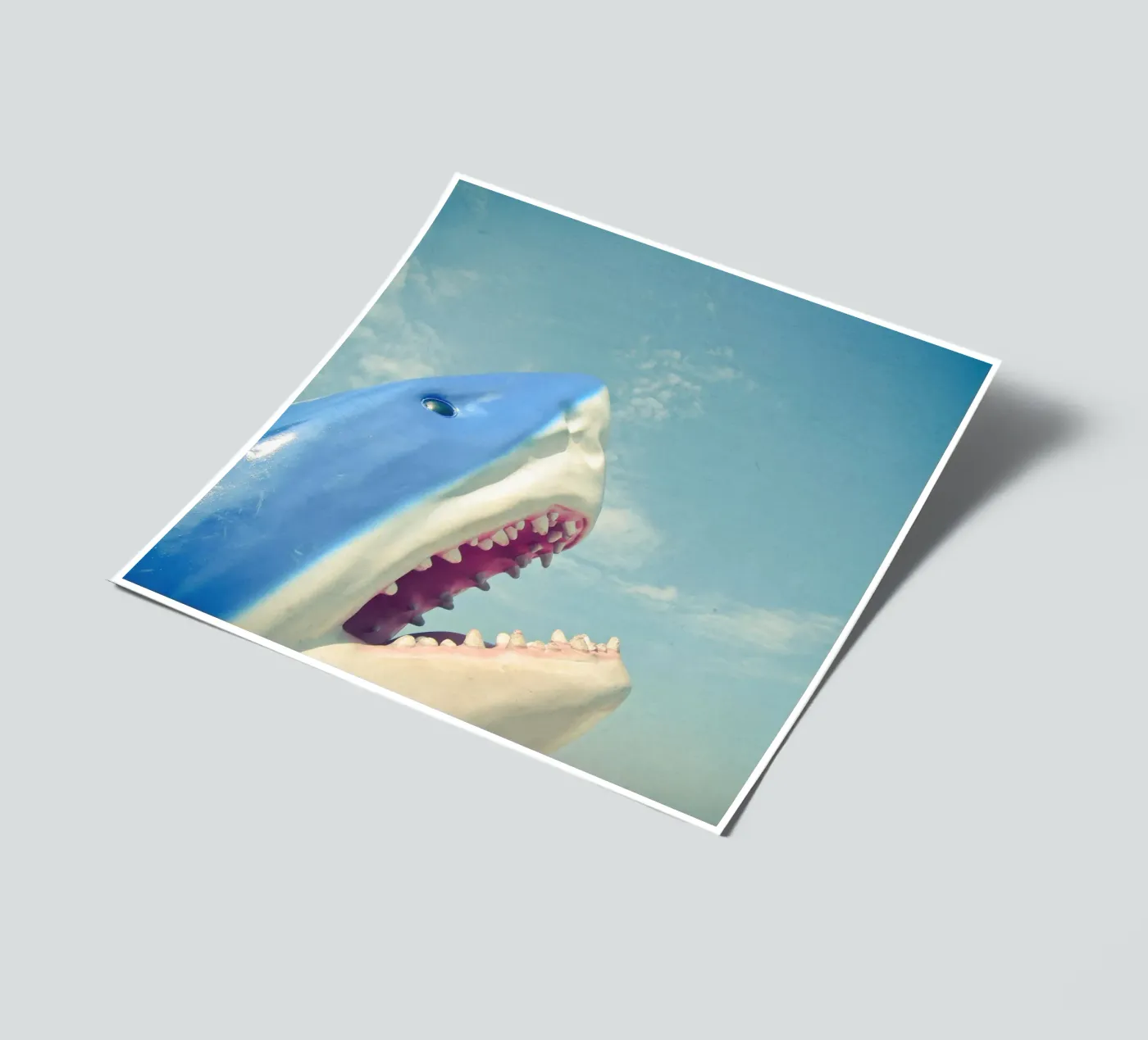 Shark sticker sheet by Cassia Beck Photography