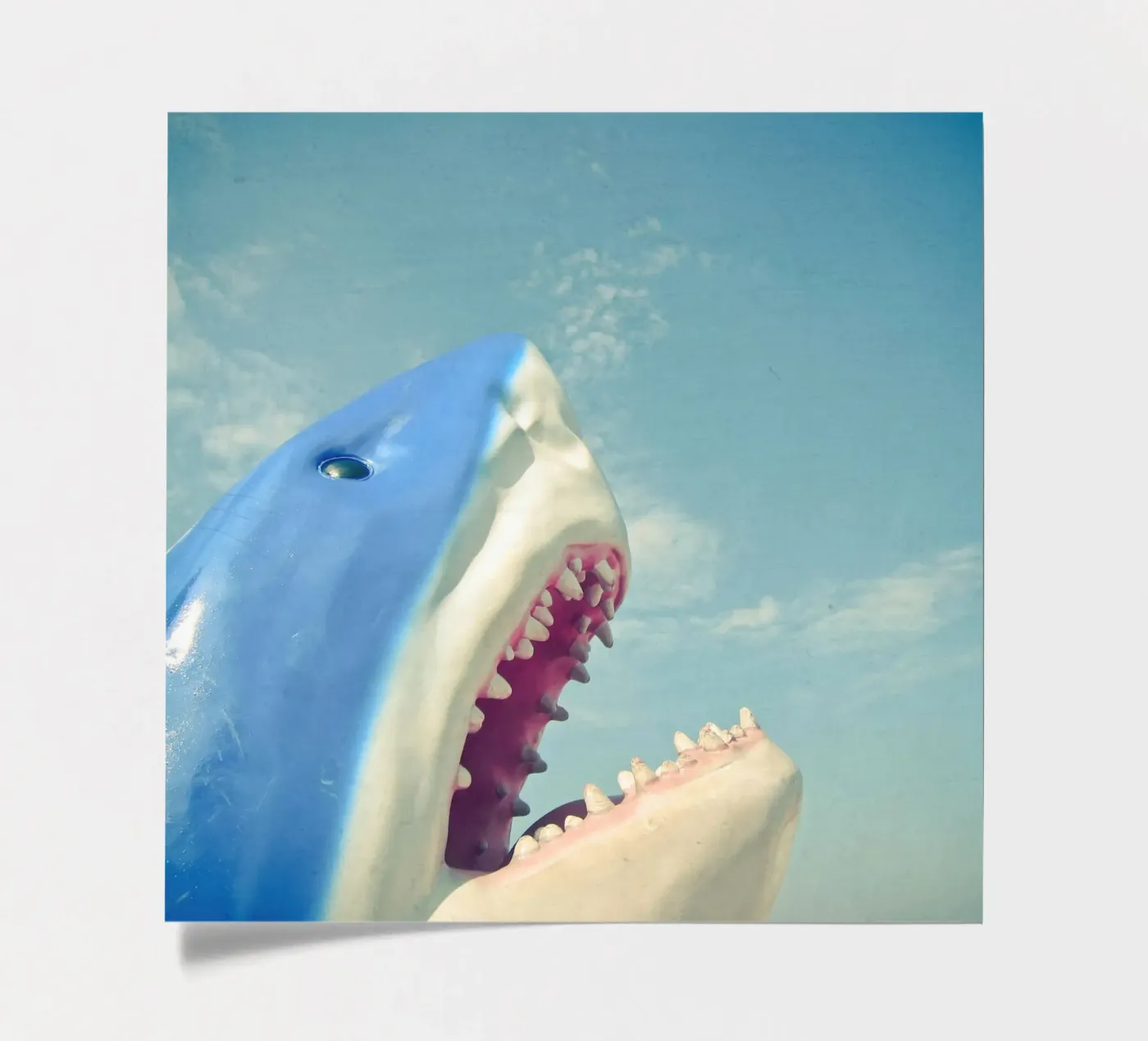 Shark sticker sheet by Cassia Beck Photography