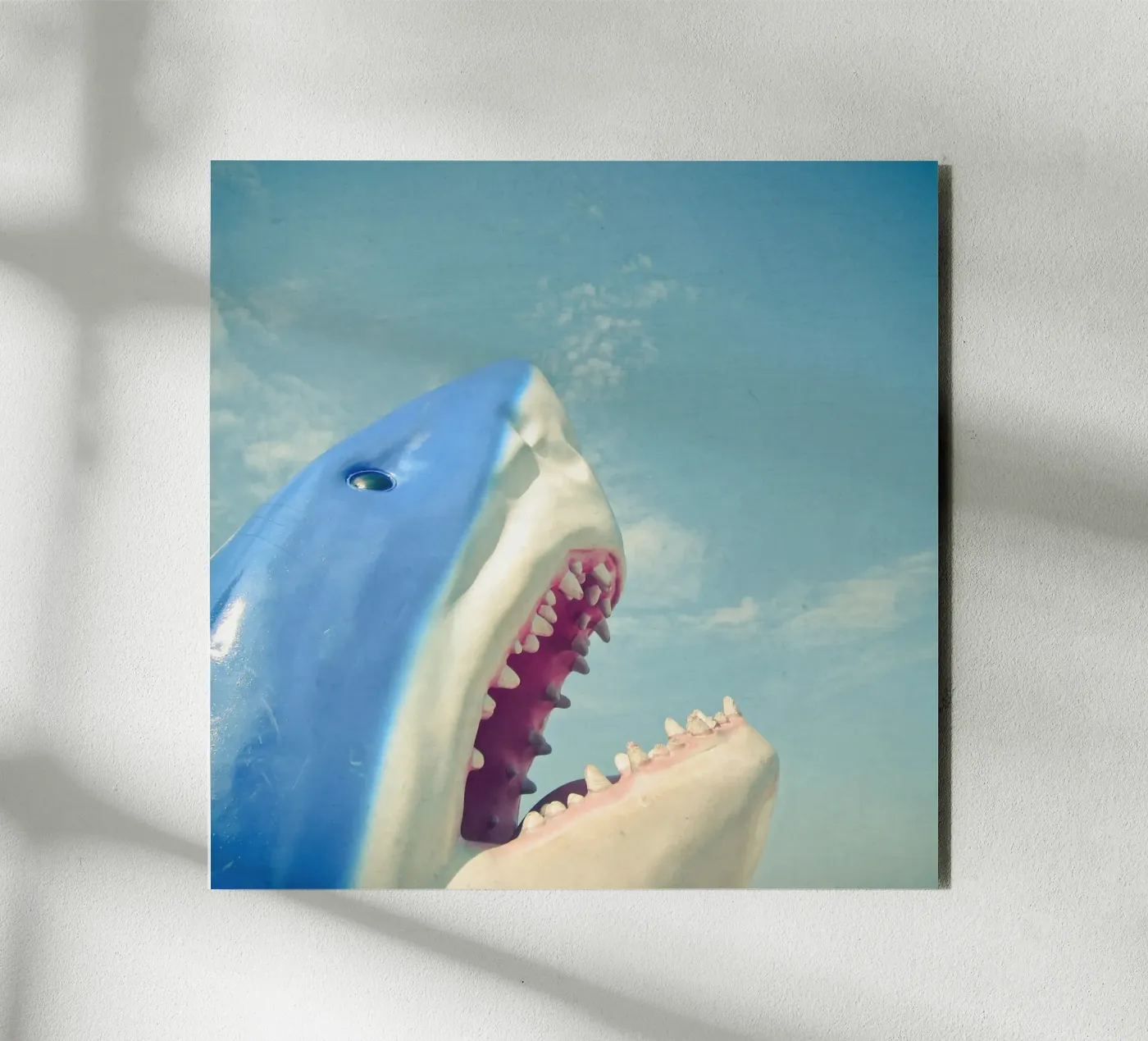 Squalo pannello forex da Cassia Beck Photography