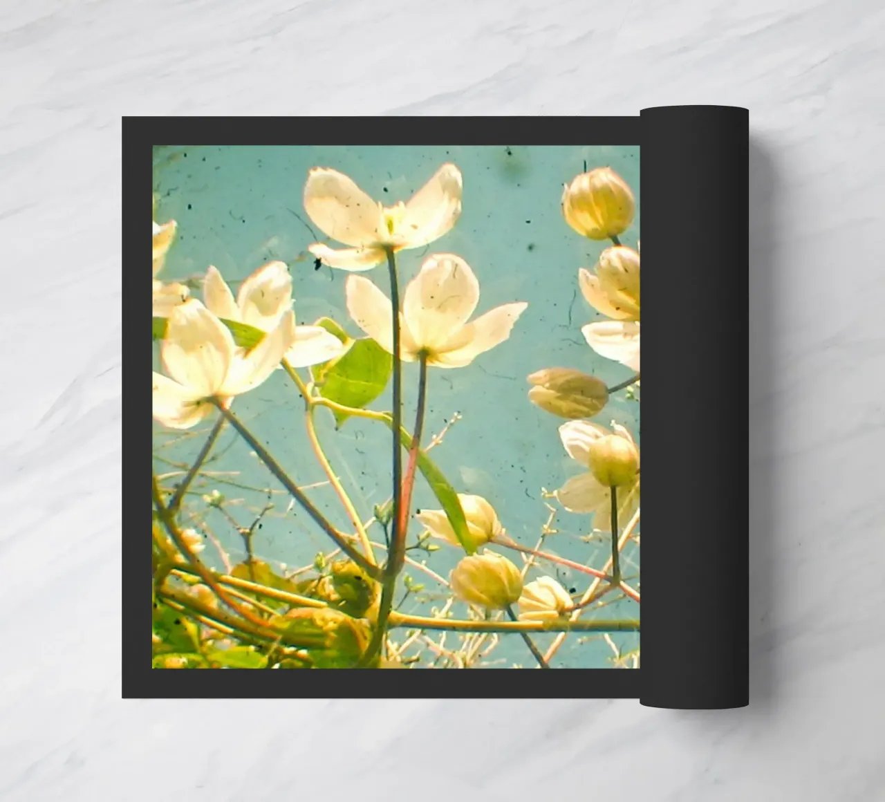 Guardate in alto e vedrete zerbino da Cassia Beck Photography